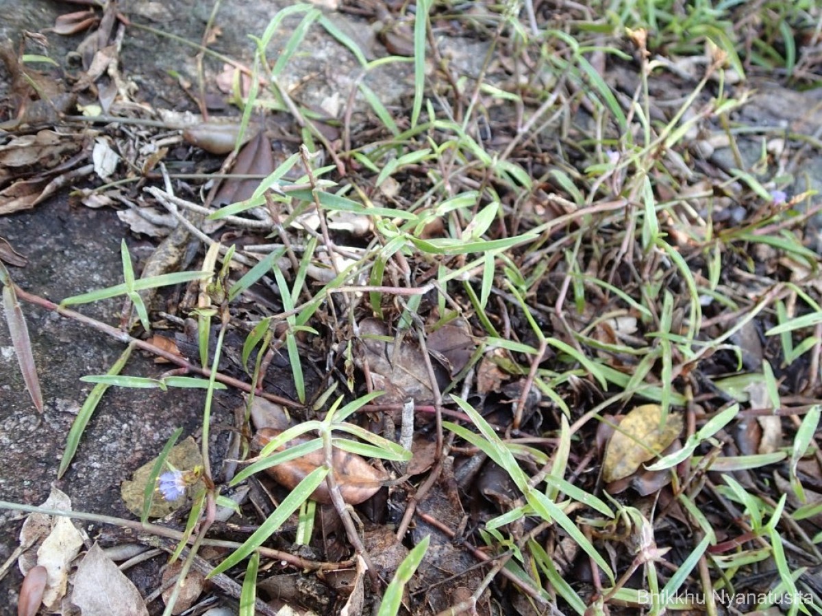 Cyanotis thwaitesii Hassk.